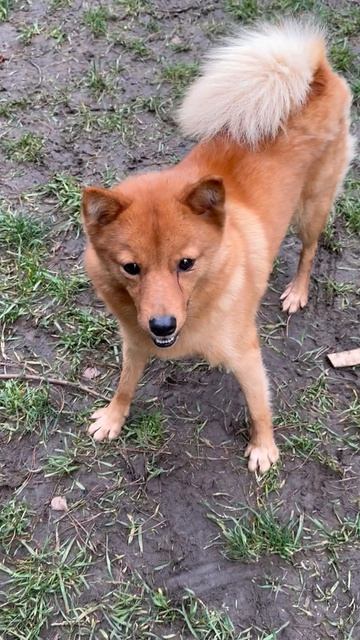 ИГЛА увидела РУЖЬЕ и АСТРО! IGLA saw the GUN and ASTRO!