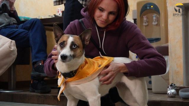 Пушистый доброцентр Дорога добра: открыли