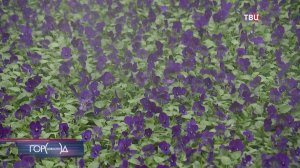 Москву украсят цветами к маю: сейчас их "закаливают"