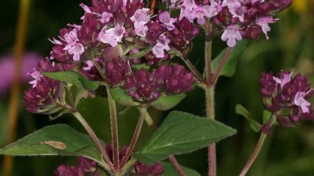 МЭТРУШКЭЛЭР
Роза Ахунова