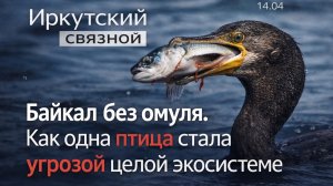 Байкал без Омуля. Как одна птица стала угрозой всей экосистеме Байкала и почему нужны срочные меры.