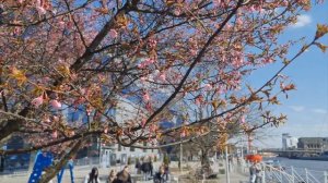 Калининград 2026. Цветение Сакуры