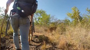 Замбия: прогулка со львами