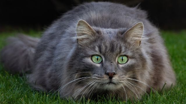 Международный день кошек