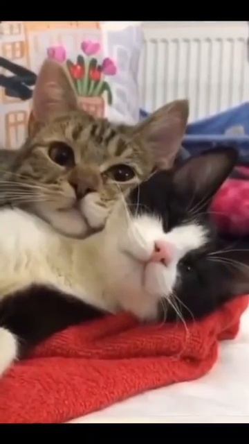 Клип @meowtaverse