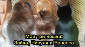 Мои три кошки: Зайка, Чикуля и Ванесса кушают