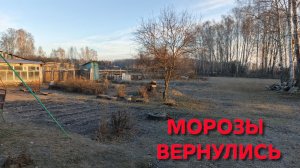 Сад замерзает Только все начало распускаться как по ночам ударили морозы