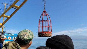 В путину-2025 на Камчатке
выловили лосося почти в 2 раза
меньше, чем в 2023 приемка Красной рыбы