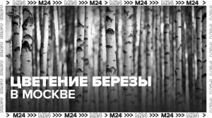 Массовое цветение березы начнется в Москве в конце апреля