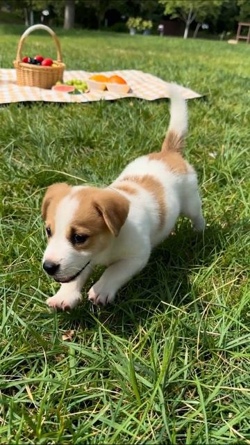 Маленький щенок на пикнике #щенки #пикник #собаки