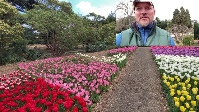 Парад тюльпанов в Никитском ботаническом саду