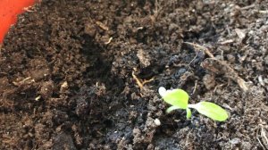 Мои малыши растут быстро (6 штук)