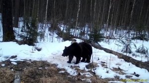 Видео от Телеканал "Русский Север" | Великий Устюг
