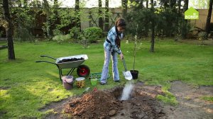 Как правильно посадить фруктовое дерево. Сажаем яблоню на холм. Советы Ольги Платоновой