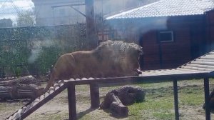 OFHF5584 Видео от Ивана 14.04.2026