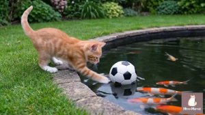 Котики - сборник [28 минут]