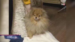 Застрявшего под диваном шпица вызволили в Москве