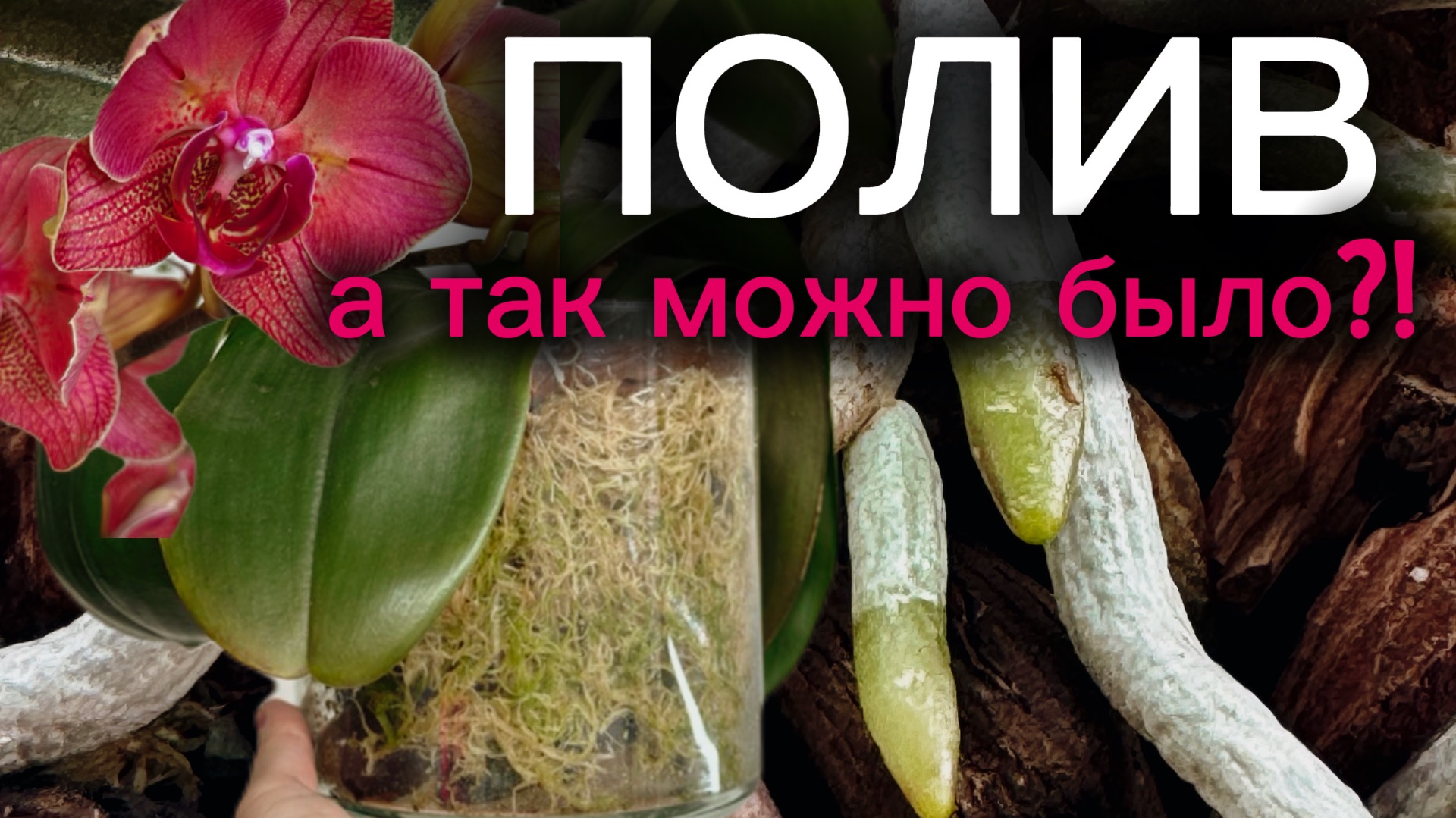 Микро-полив ОРХИДЕЙ. Фаленопсисы не так уж и любят чрезмерную влагу💦