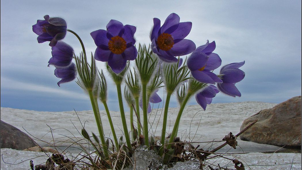 ,,Поцелуй Весенний на Байкале (апрель 2026г)