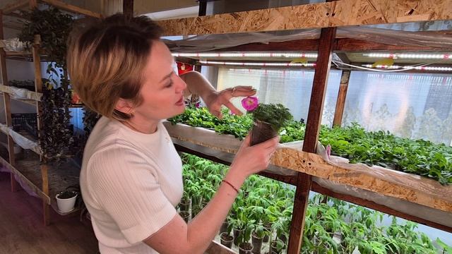 НОВЫЕ СОРТА ПЕТУНИИ НАЧИНАЮТ ЗАЦВЕТАТЬ.УЖЕ СТРОЮ ПЛАНЫ.2026