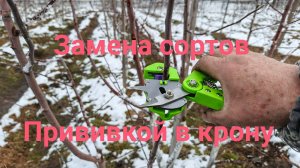 Цель прививки в крону, замена сортов