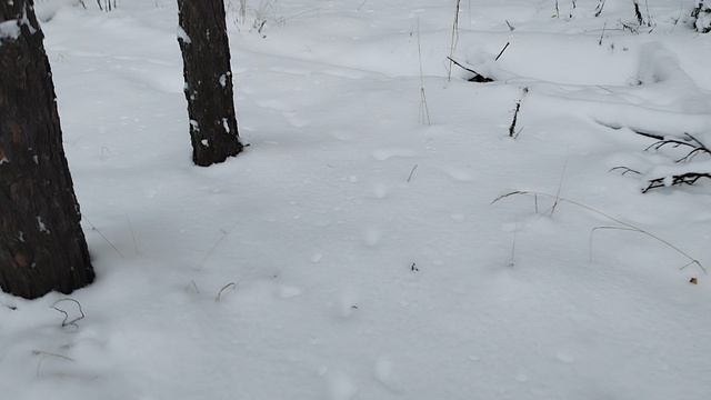 следы зайца