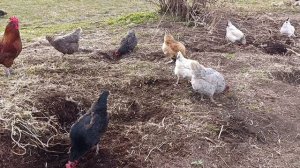 На вольном выгуле куры 🐔🐓 гуси 🪿 + волкодав Ева🐈 хозяюшка Лапа и рыжий кот Фокс🐱 забрал яйца 🪺