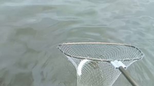 Поимка Форели