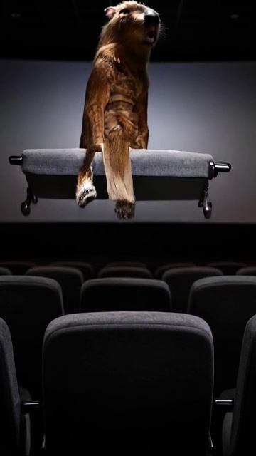Капибара в кинотеатре: необычное зрелище! #котики #капиабара #видео