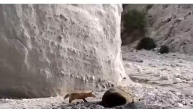 Развлекается