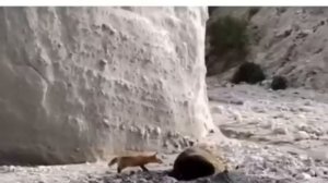 Развлекается