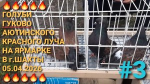 🔥🔥🔥 Голуби Красного Луча, Аютинского, Гуково на ярмарке в г.Шахты. Птичий рынок 05.04.26. Часть 3