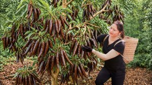 Сбор урожая редких диких перцев сорта Палермо на продажу. Традиционный кисло-сладкий соус чили.