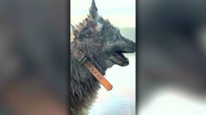 Как нападает медведь