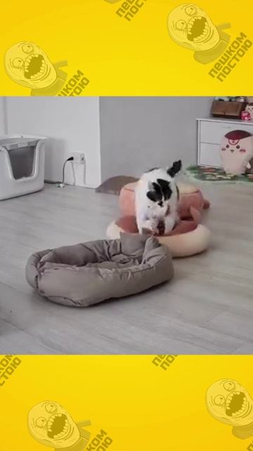 не может выбрать - заходи в вк -- https:vk.compeshkom_postoyu_smile_vk