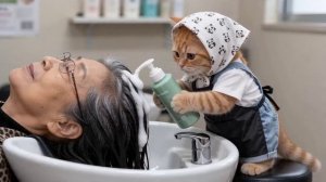 Котики на работе