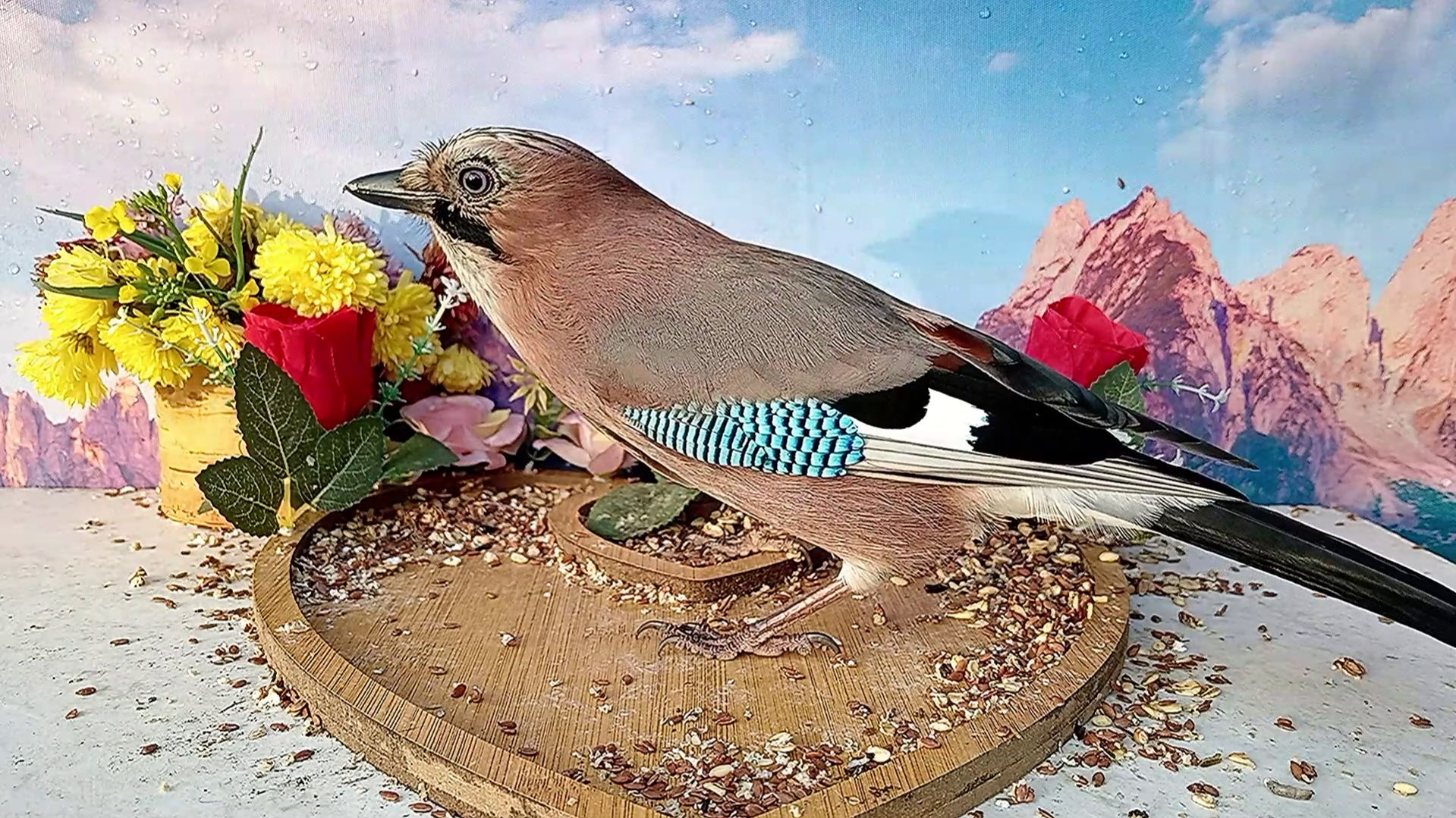 Сойка прилетела на кормушку