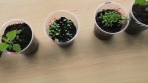 Забавные случаи рассадой