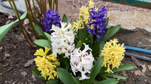 Прогулка по саду🌿 14 апреля 26г🌿