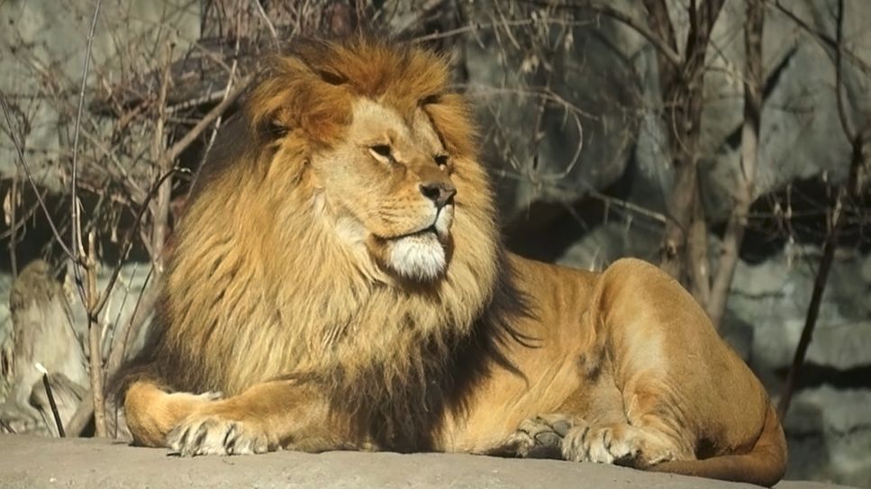 Лев Ричард и Найти выбирают теплые, солнечные места, чтобы погреться.