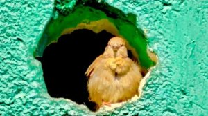 Наш шикарный парк расцвел, а этот толстый воробей нашел себе не обычный дом❤️