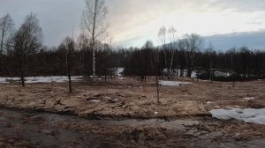 Первый вальдшнеп этого сезона