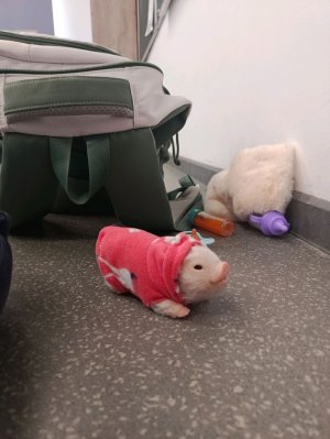 идëм на занятия с Моней