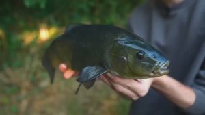 Рыбалка на поплавок. Ловля линя. Линь клюет.