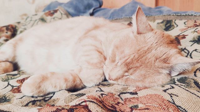 Рыжий кот спит. ч.10