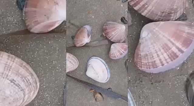 Морской берег, усыпанный ракушками. Море.