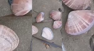 Морской берег, усыпанный ракушками. Море.