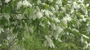 Зеленая весна. Хлевное 2016