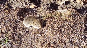 МЫШКА СПИТ НА СОЛНЫШКЕ 14-04-2026