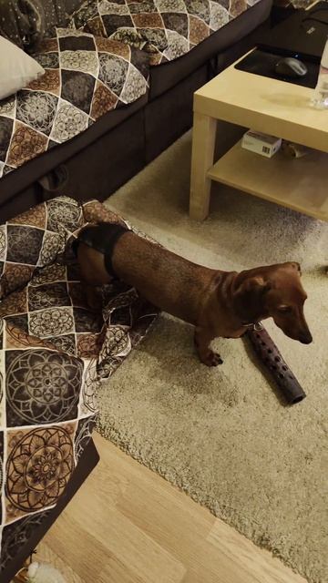 Гигиенические штанишки должны быть у каждой таксодевочки